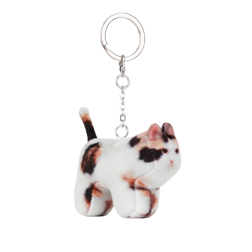 SOFT THUMBNAIL Jigoo, Domestic Shorthair