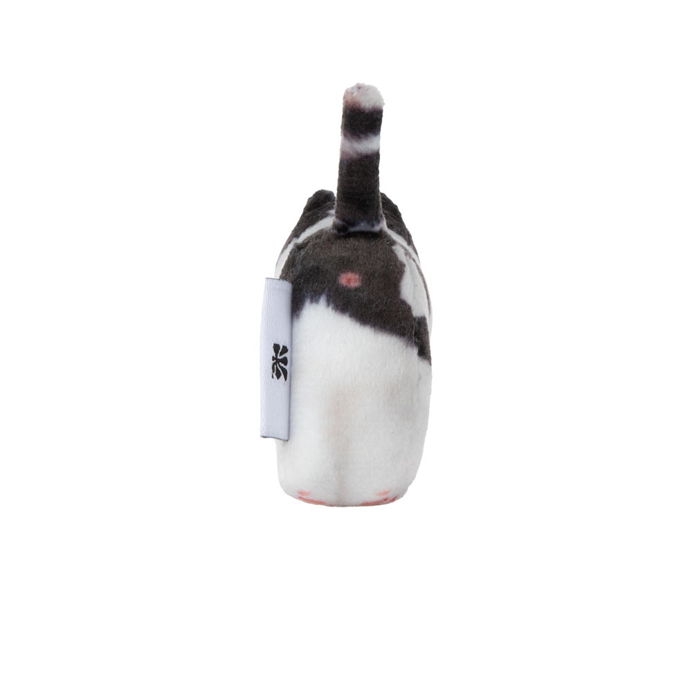 【SOFT THUMBNAIL】 Mumu, Domestic Shorthair Soft thumbnail Mumu, Domestic Shorthair