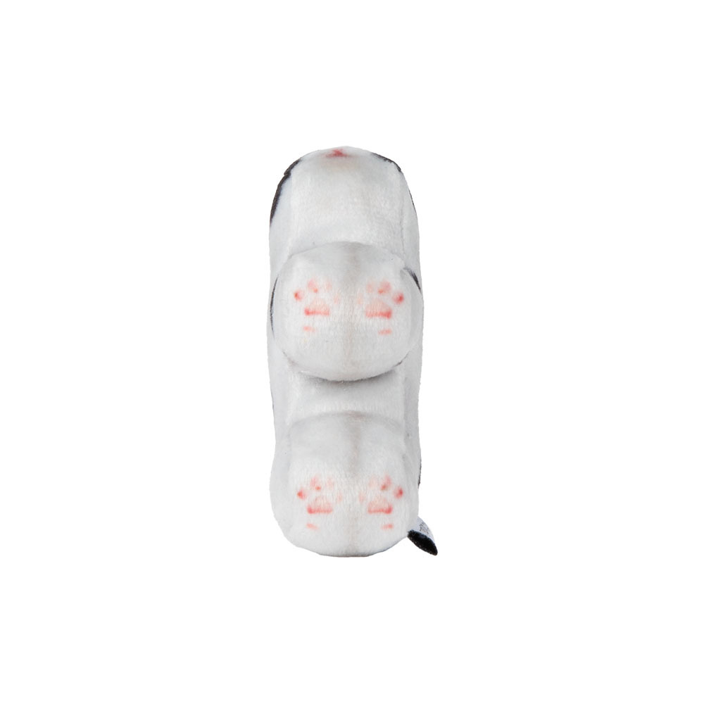 【SOFT THUMBNAIL】 Mumu, Domestic Shorthair Soft thumbnail Mumu, Domestic Shorthair