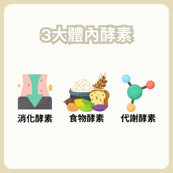 酵素種類有哪些？
