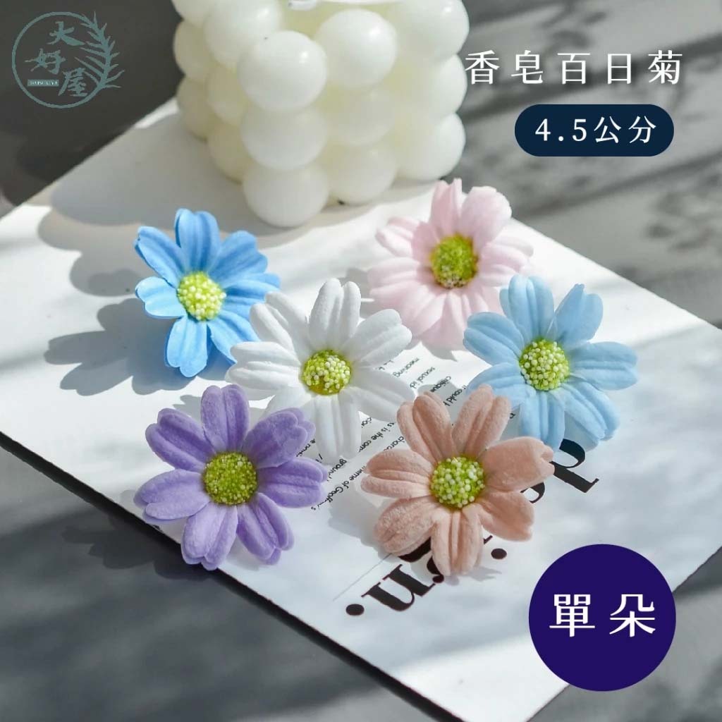 香皂百日菊