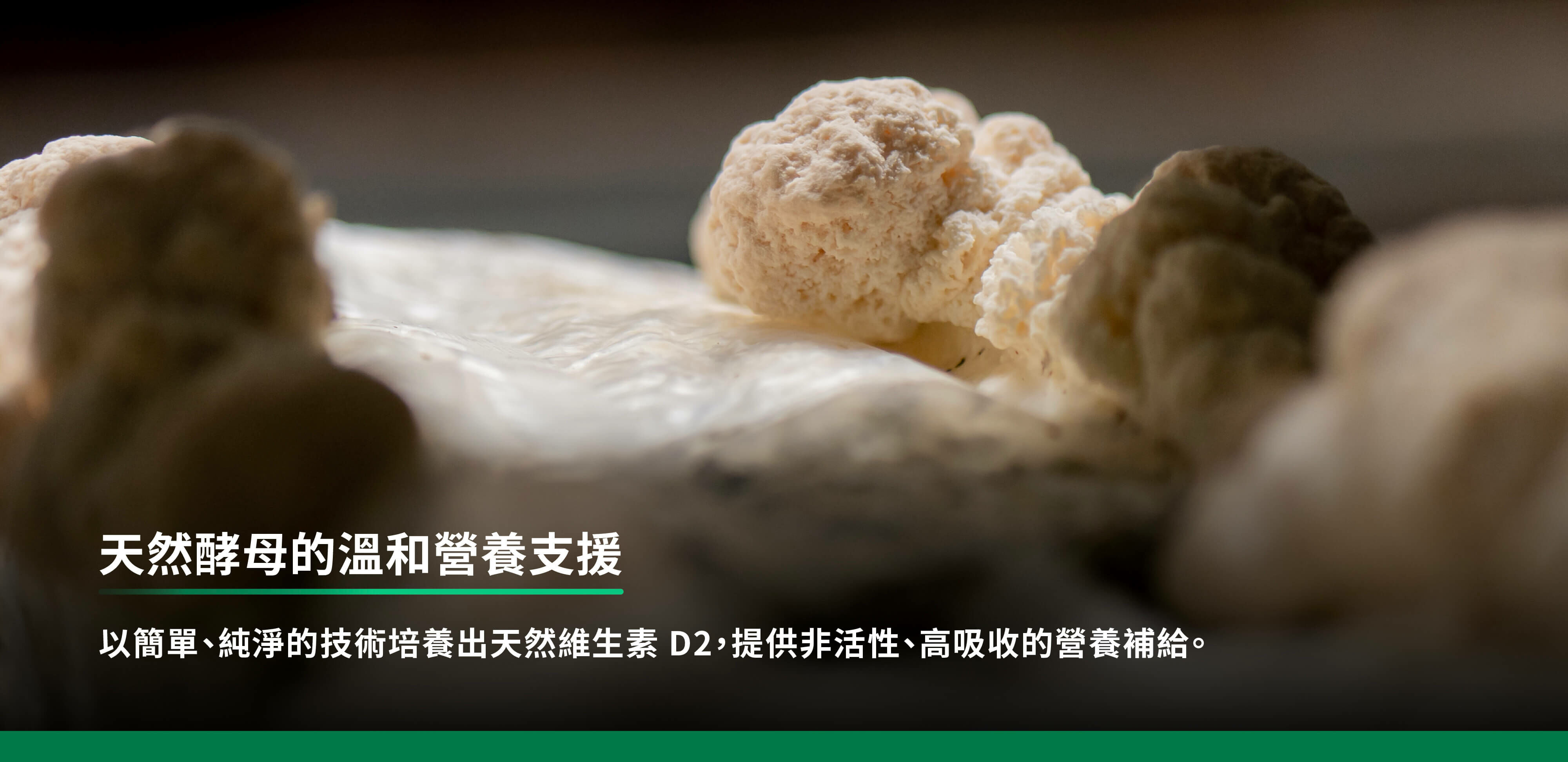 天然酵母的溫和營養支援