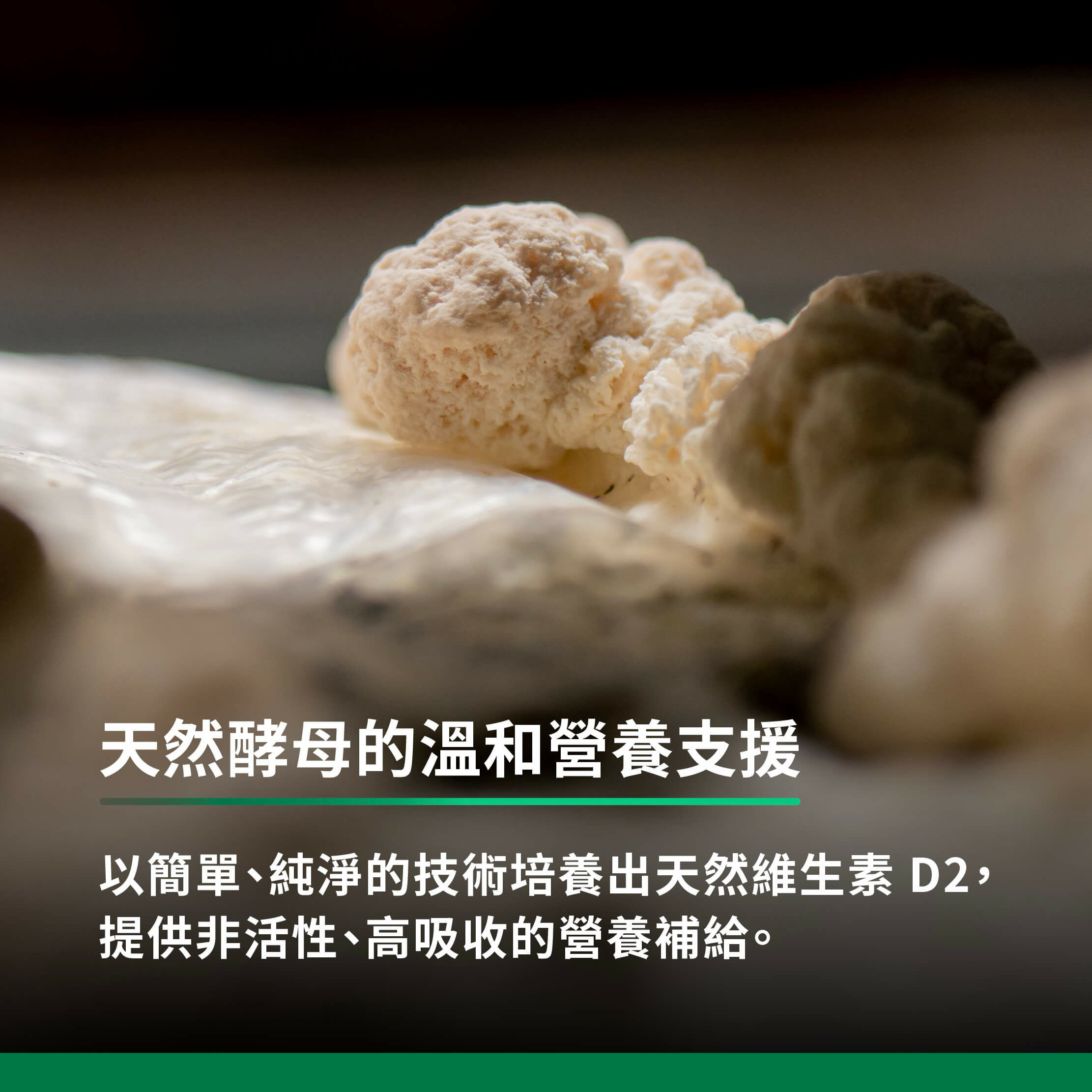 天然酵母的溫和營養支援