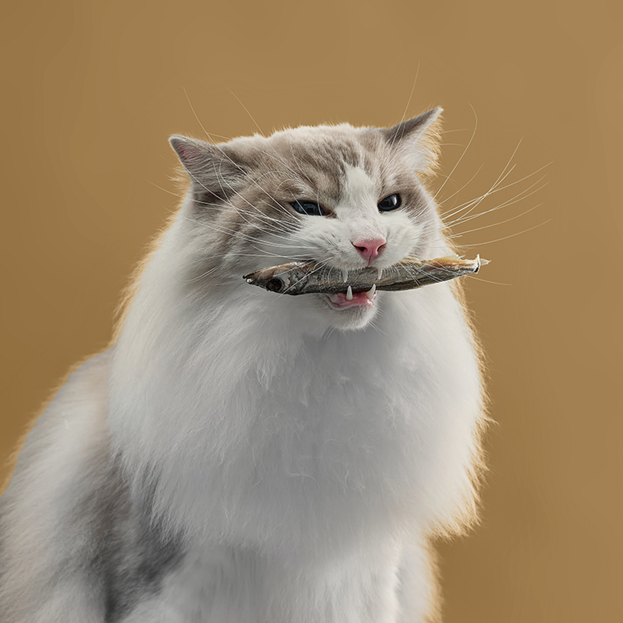 (⏰即期良品)HOMI毛與家 凍未條｜爆蛋喜相逢(6入30g)