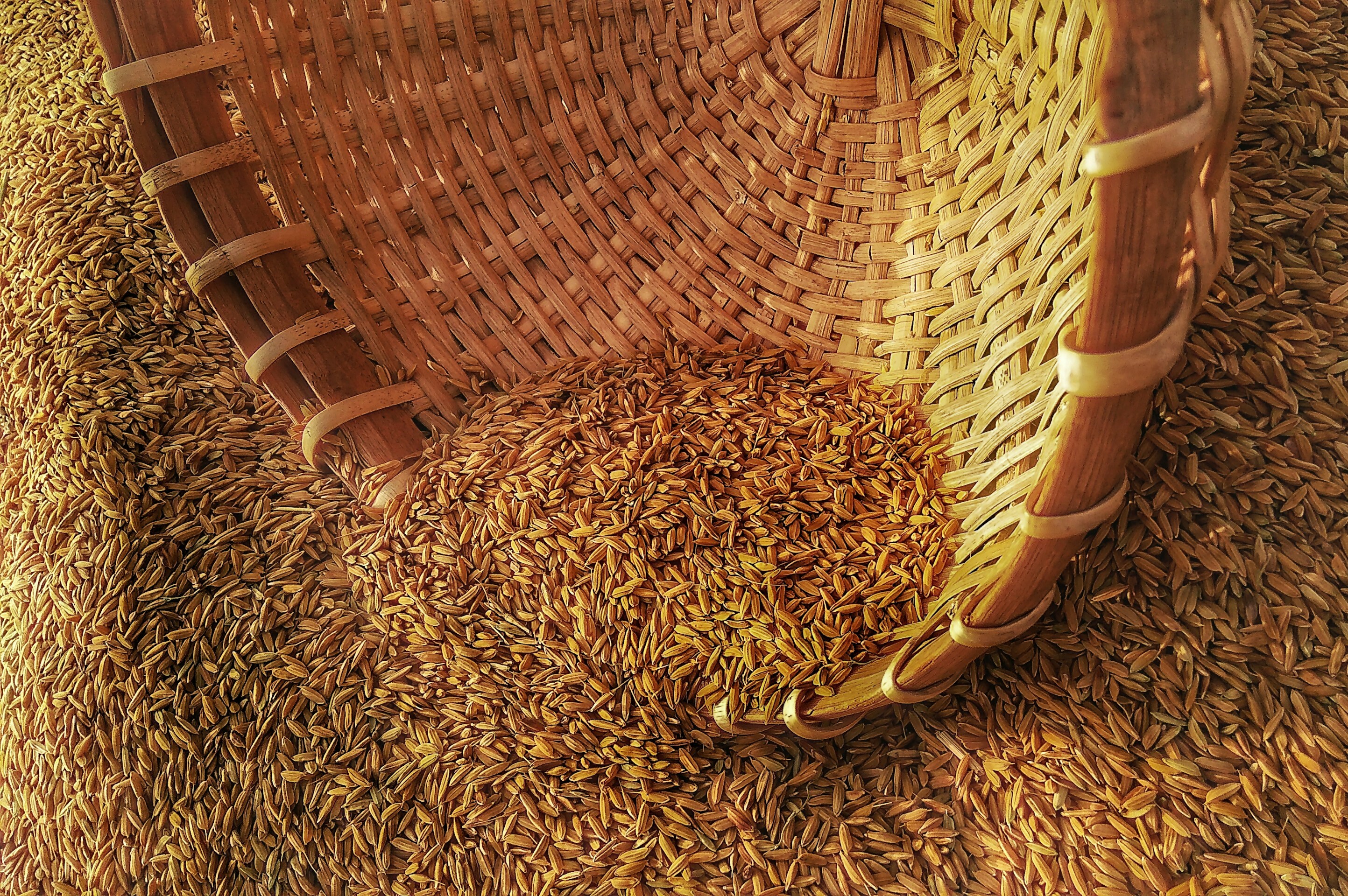 啤酒酵母(Brewer's Yeast)如何幫助狗貓消化與增強免疫力