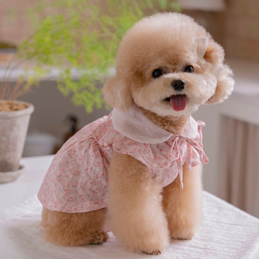 OPAAAP 粉綻花語涼感洋裝