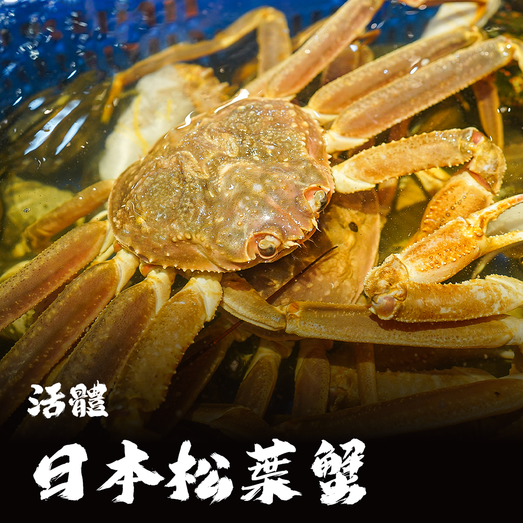 【活體】日本松葉蟹 ⚠️冷藏寄送，請與冷凍商品分開下單⚠️