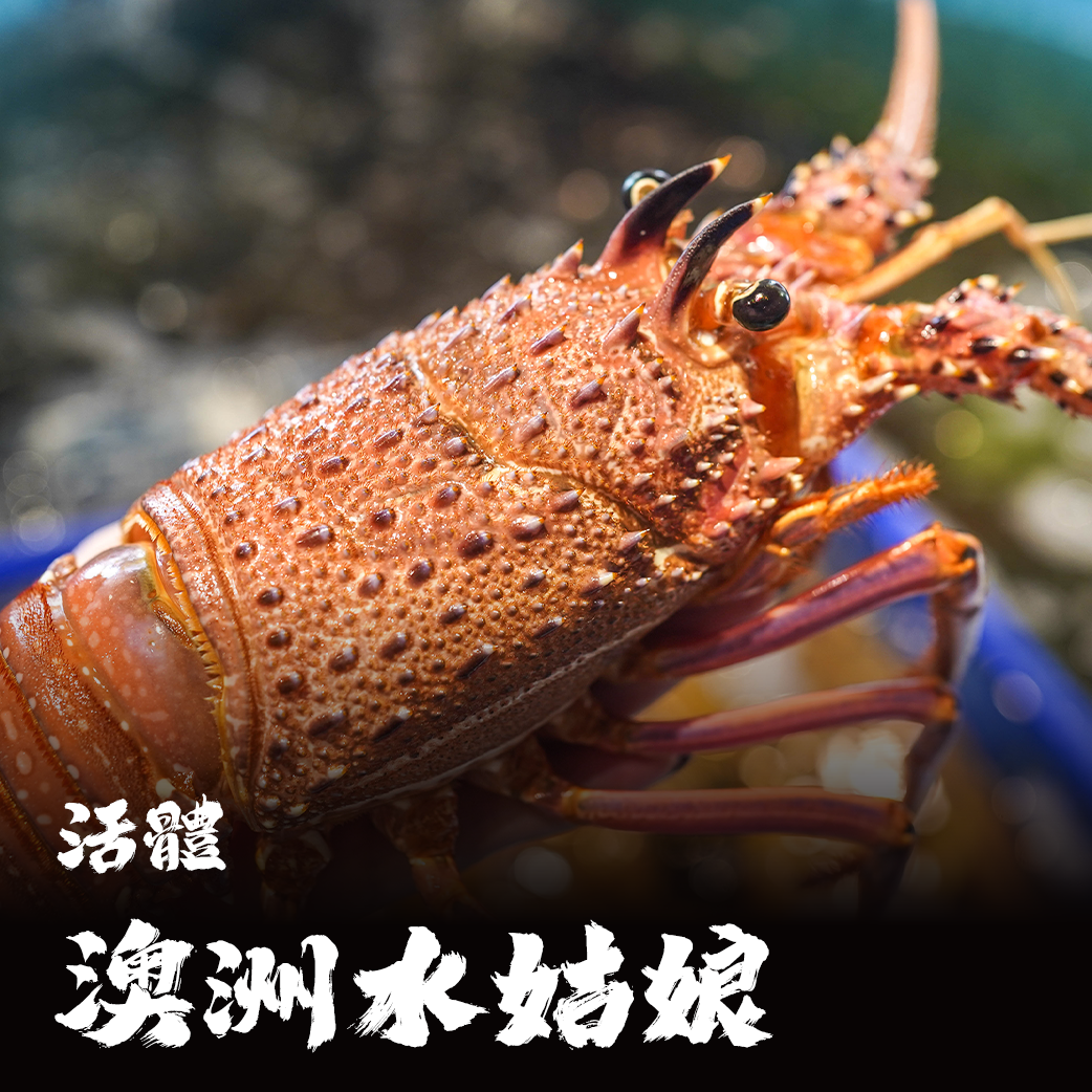 【活體】澳洲水姑娘龍蝦 ⚠️冷藏寄送，請與冷凍商品分開下單⚠️