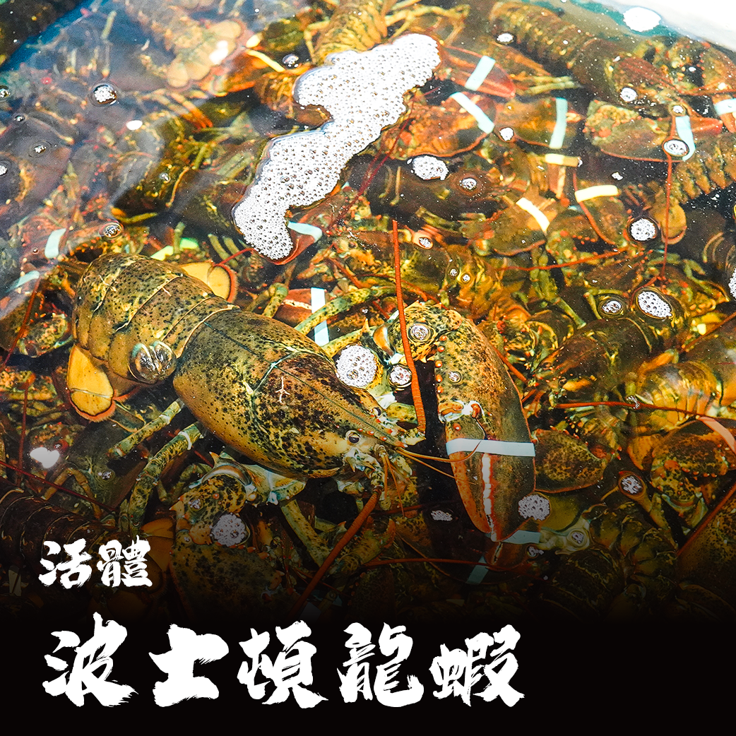 【活體】波士頓龍蝦 ⚠️冷藏寄送，請與冷凍商品分開下單⚠️