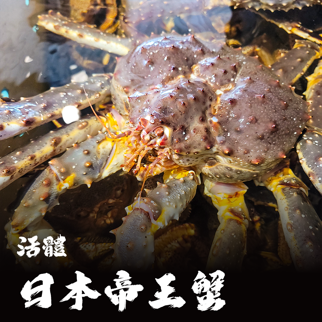 【活體】日本帝王蟹 ⚠️冷藏寄送，請與冷凍商品分開下單⚠️