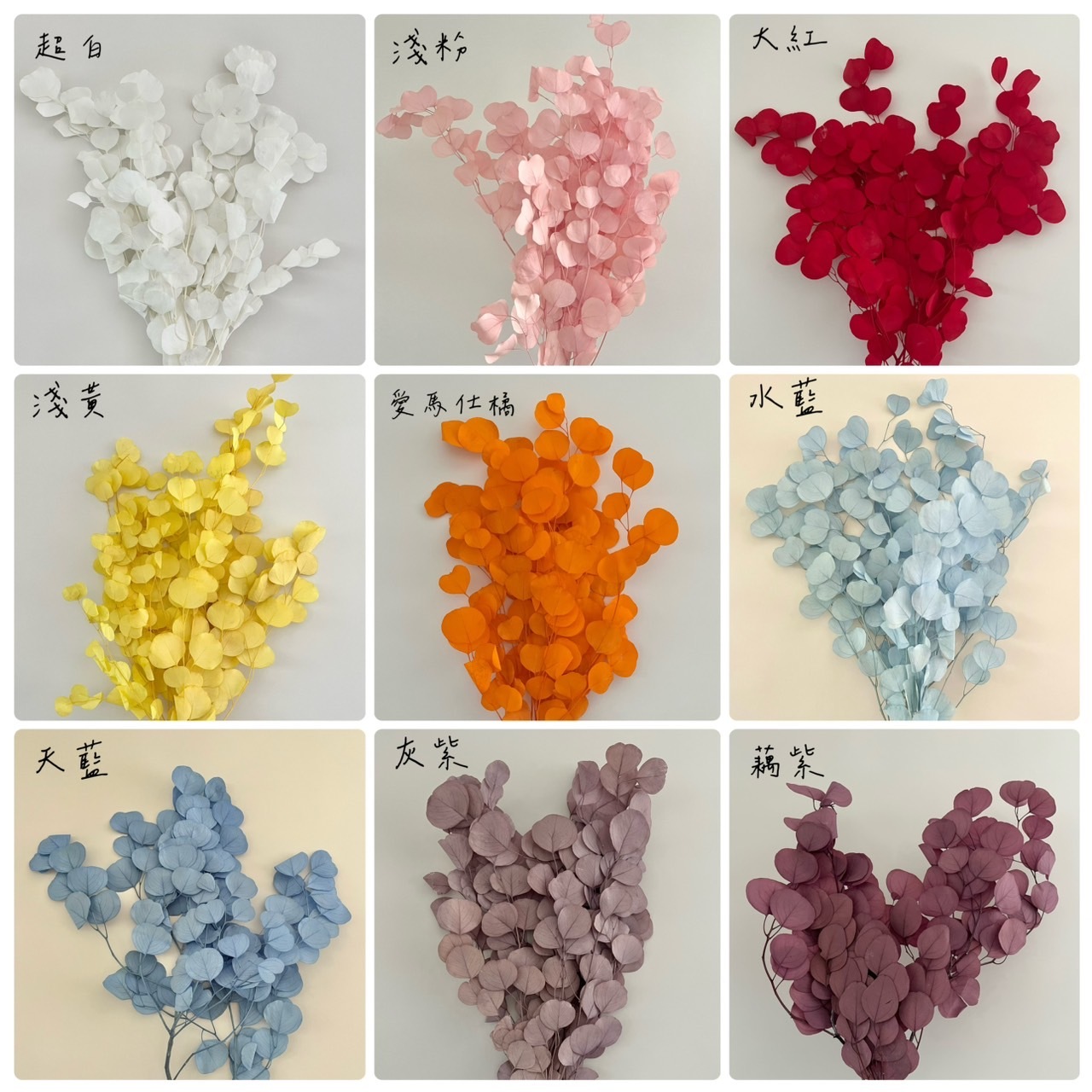 不凋大圓尤加利葉-特殊色