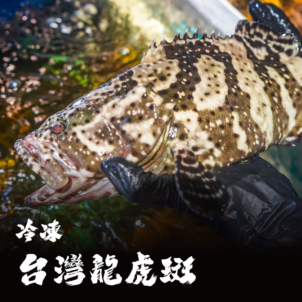 台灣 龍虎斑清肉 / 龍虎斑魚片