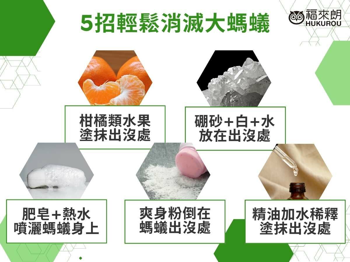 家裡突然出現大螞蟻，5招輕鬆消滅！