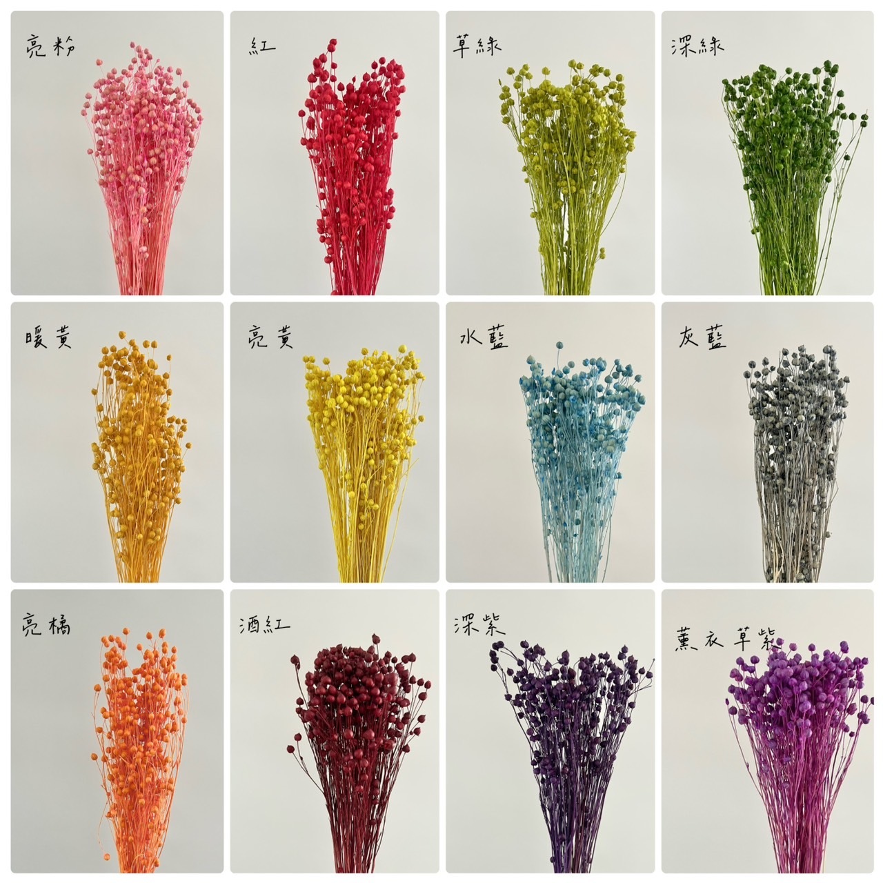 乾燥臨花(富貴豆)