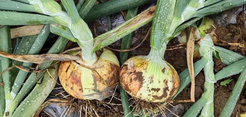 本地有機洋蔥/紅洋蔥 (1斤/包)