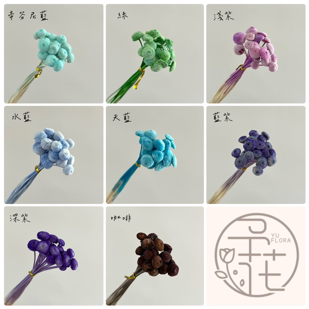 (促銷)不凋鈕扣菊(20支)