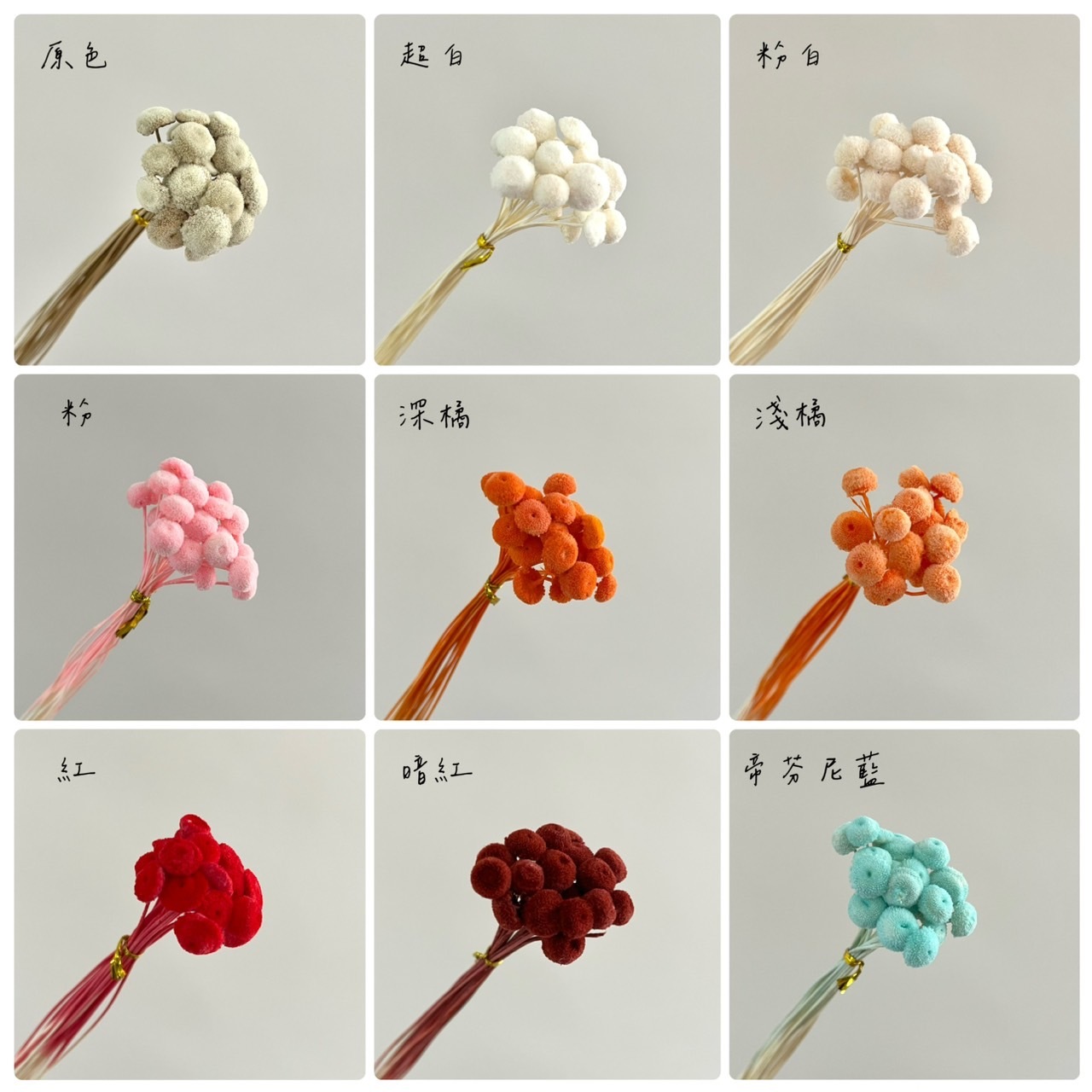 (促銷)不凋鈕扣菊(20支)