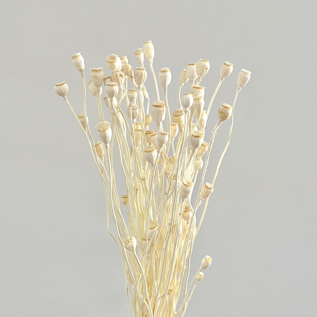 乾燥罌粟花-超白