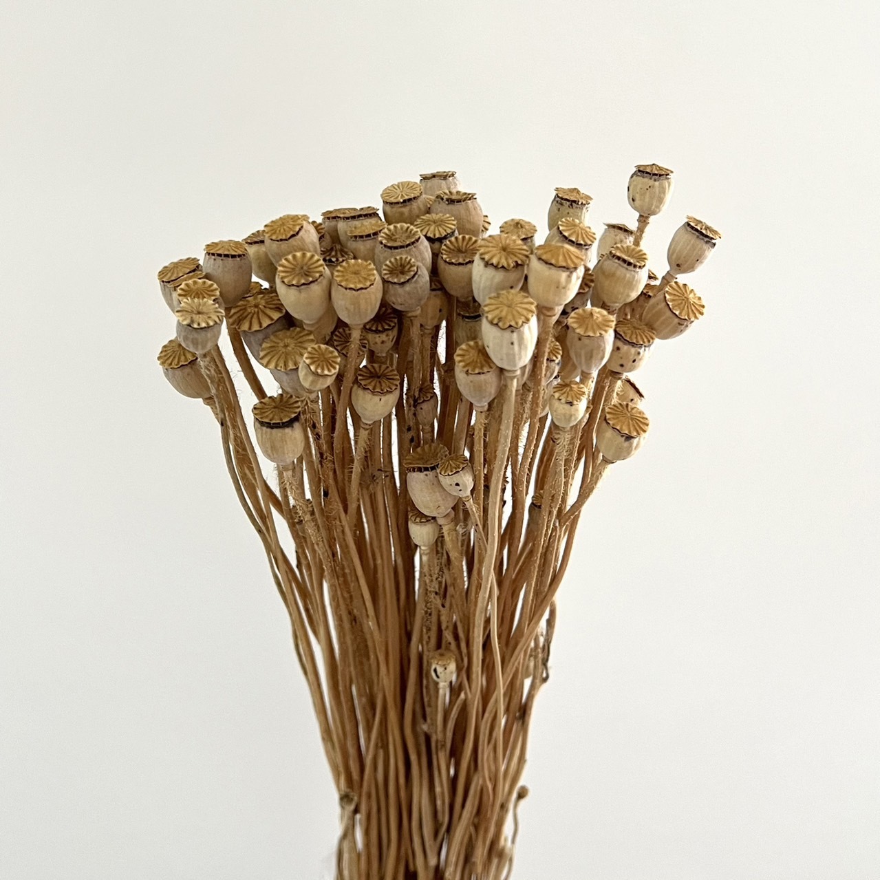 乾燥雪莉罌粟(原色)