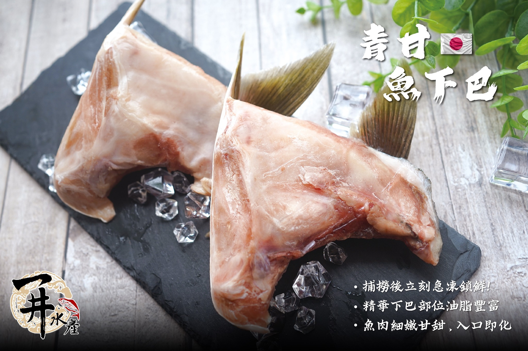 日本 青甘下巴/白甘下巴