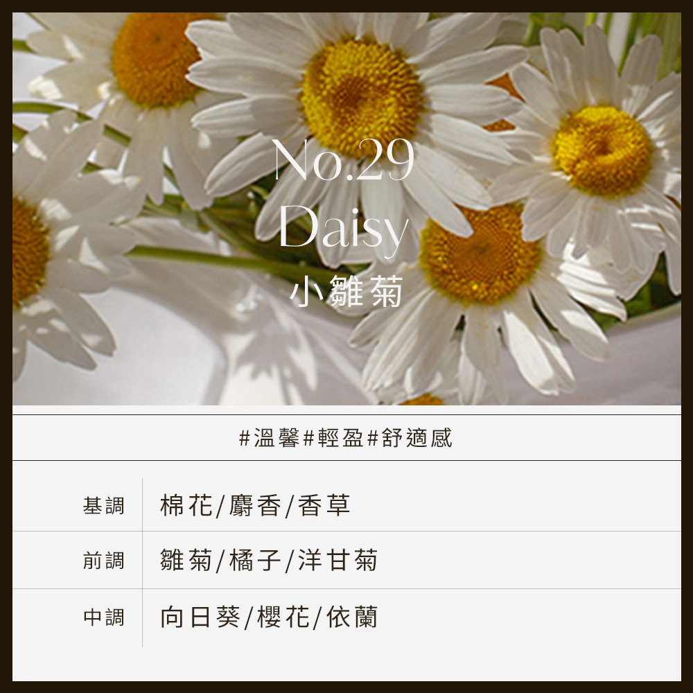No.29 Daisy小雛菊