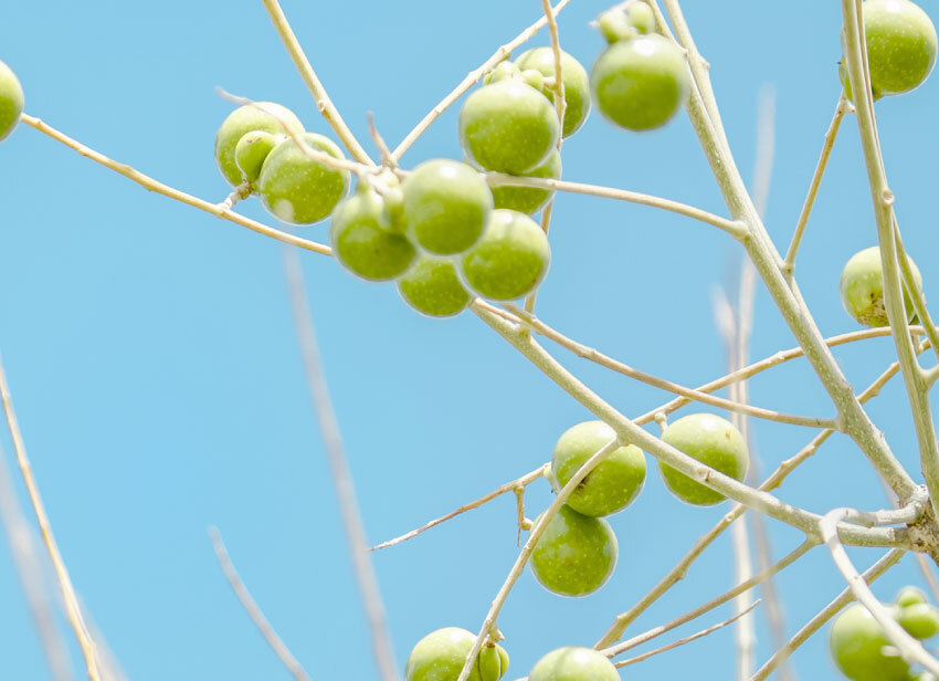無患子植萃淨顏皂