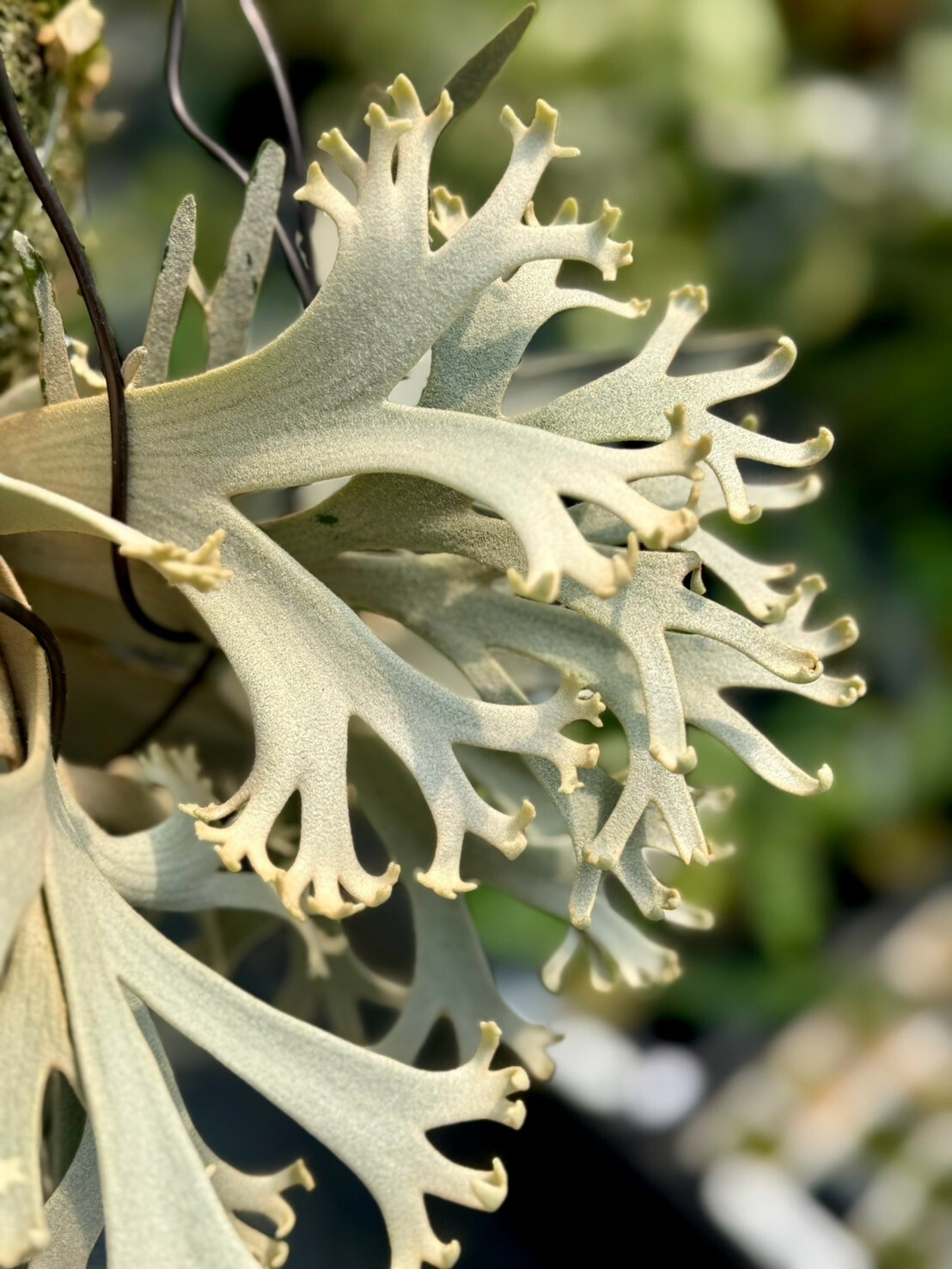 P. willinckii ' Crown'① P.Willinckii Little Crown spore”Dwarf select “ 還記得他嗎