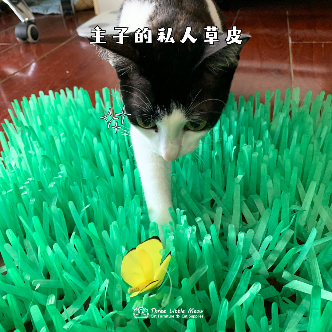 貓玩具-貓草-藏食玩具