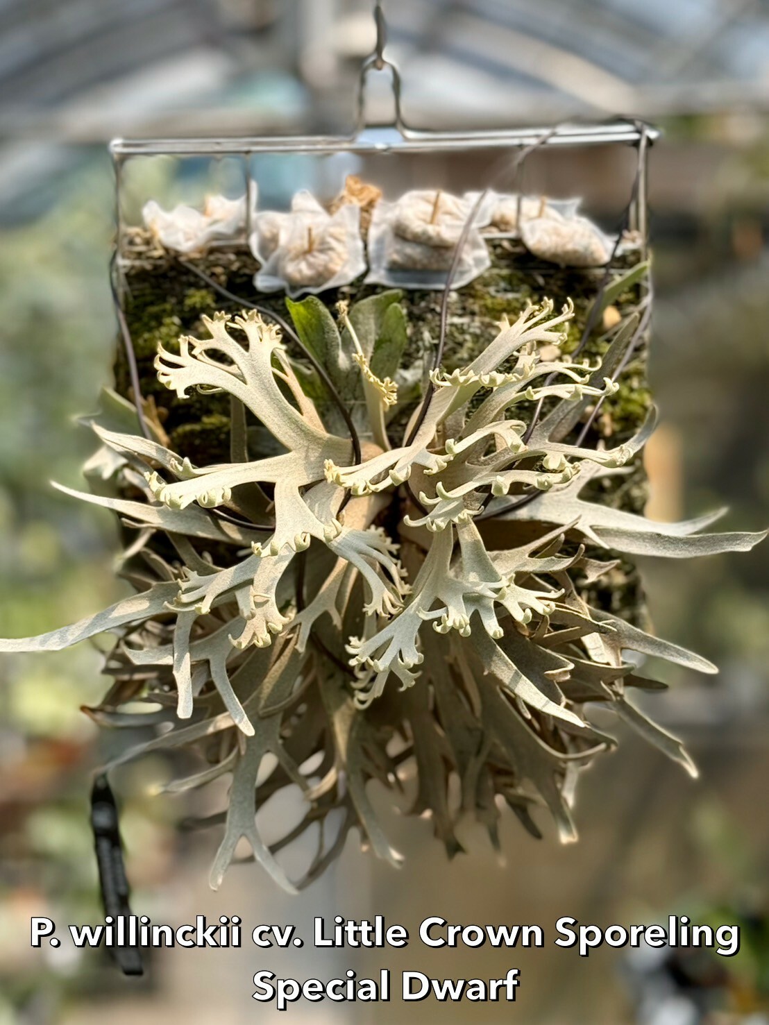 その他 P. willinckii little crown Dwarf (spore) P. Willinckii Dwarf Select Miniature Plant – HCorchids