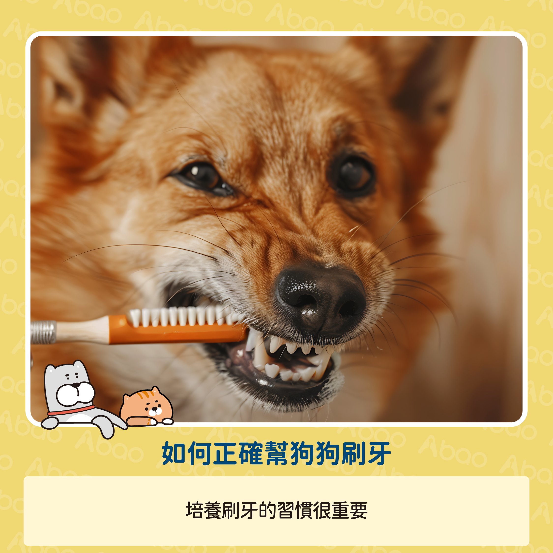 如何正確幫狗狗刷牙