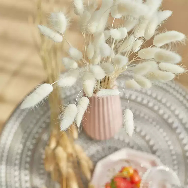 【網】永生兔尾草【5支裝】