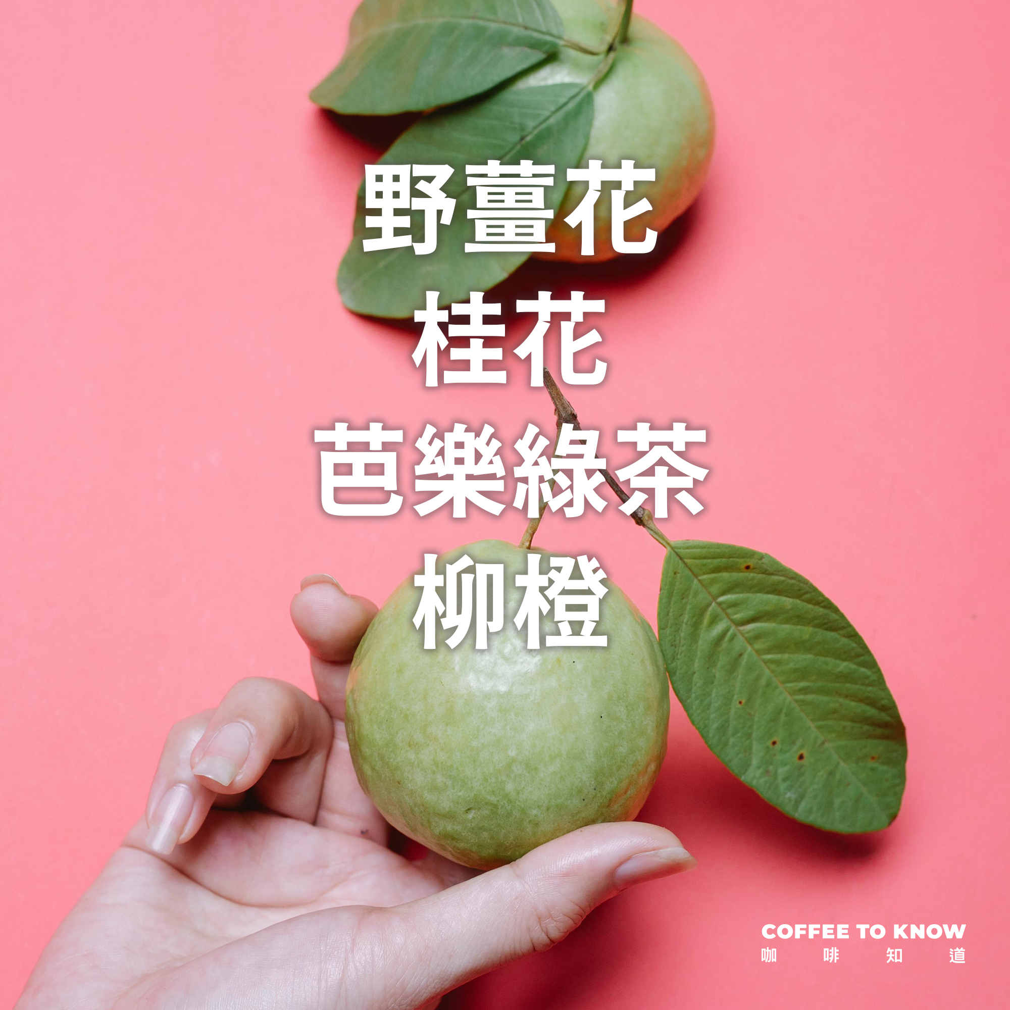 浸泡10包 / 哥倫比亞 百花艷 熱衝擊酵母厭氧水洗