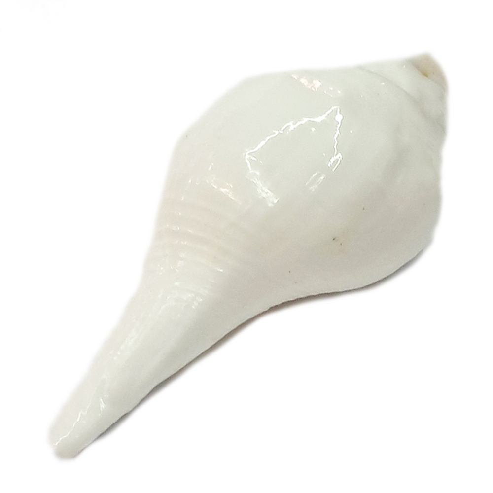 法螺{右旋螺}八供代表樂 8公分【十方】154562