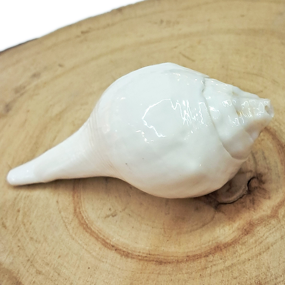 法螺{右旋螺}八供代表樂 8公分【十方】154562