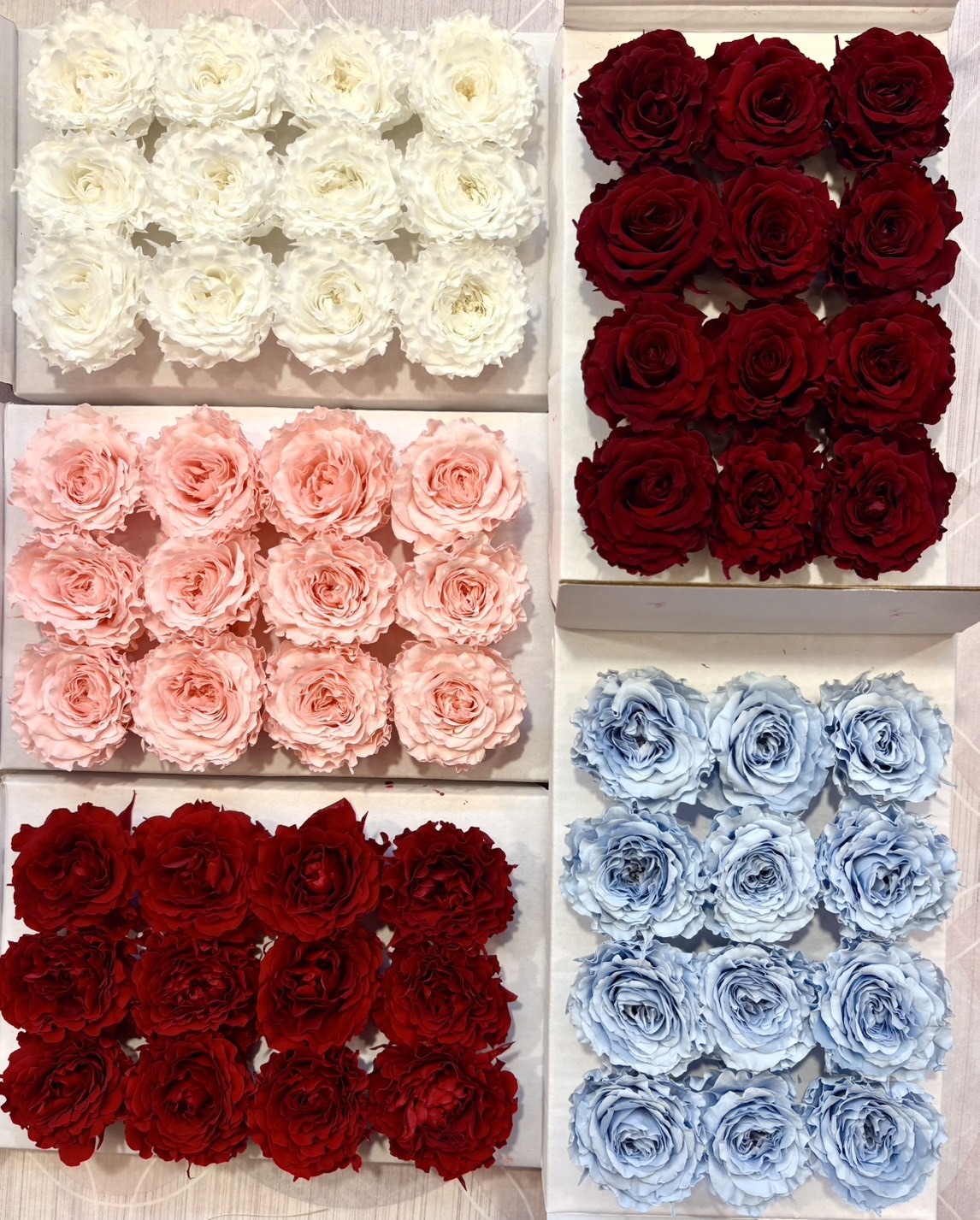 Hoja Verde愛心庭園12輪