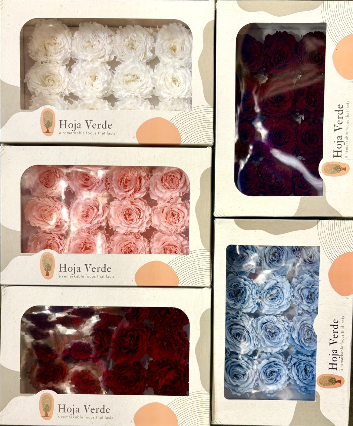 Hoja Verde愛心庭園12輪