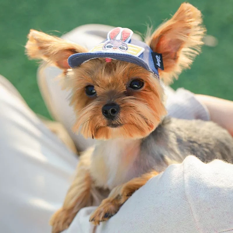 迪士尼疯狂动物城系列  宠物棒球帽