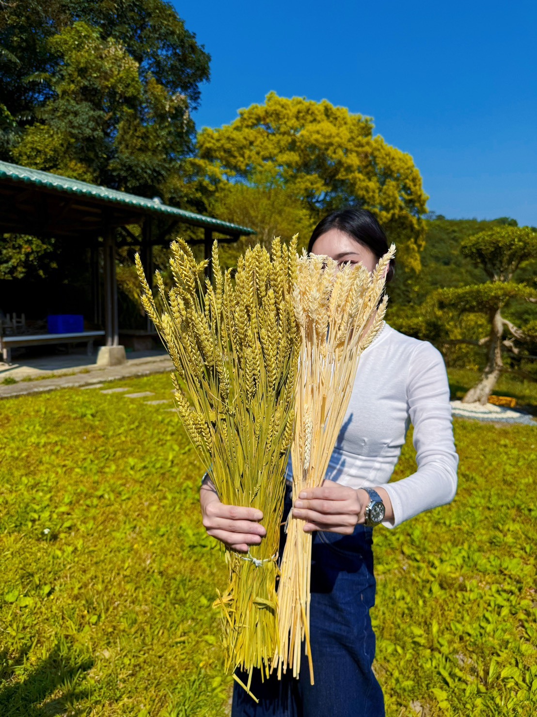 大小麥(義大利)