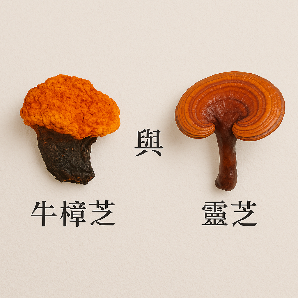 牛樟芝與靈芝的差異