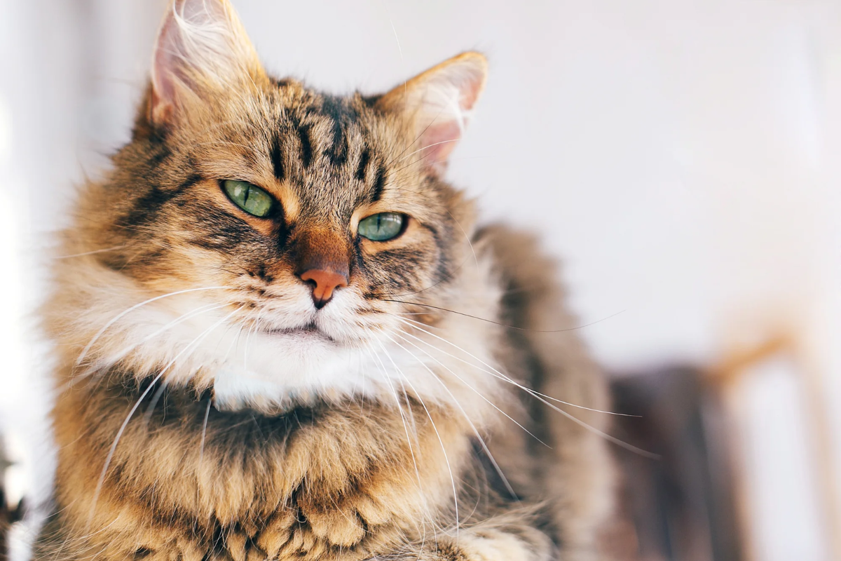 Maine Coon Image
