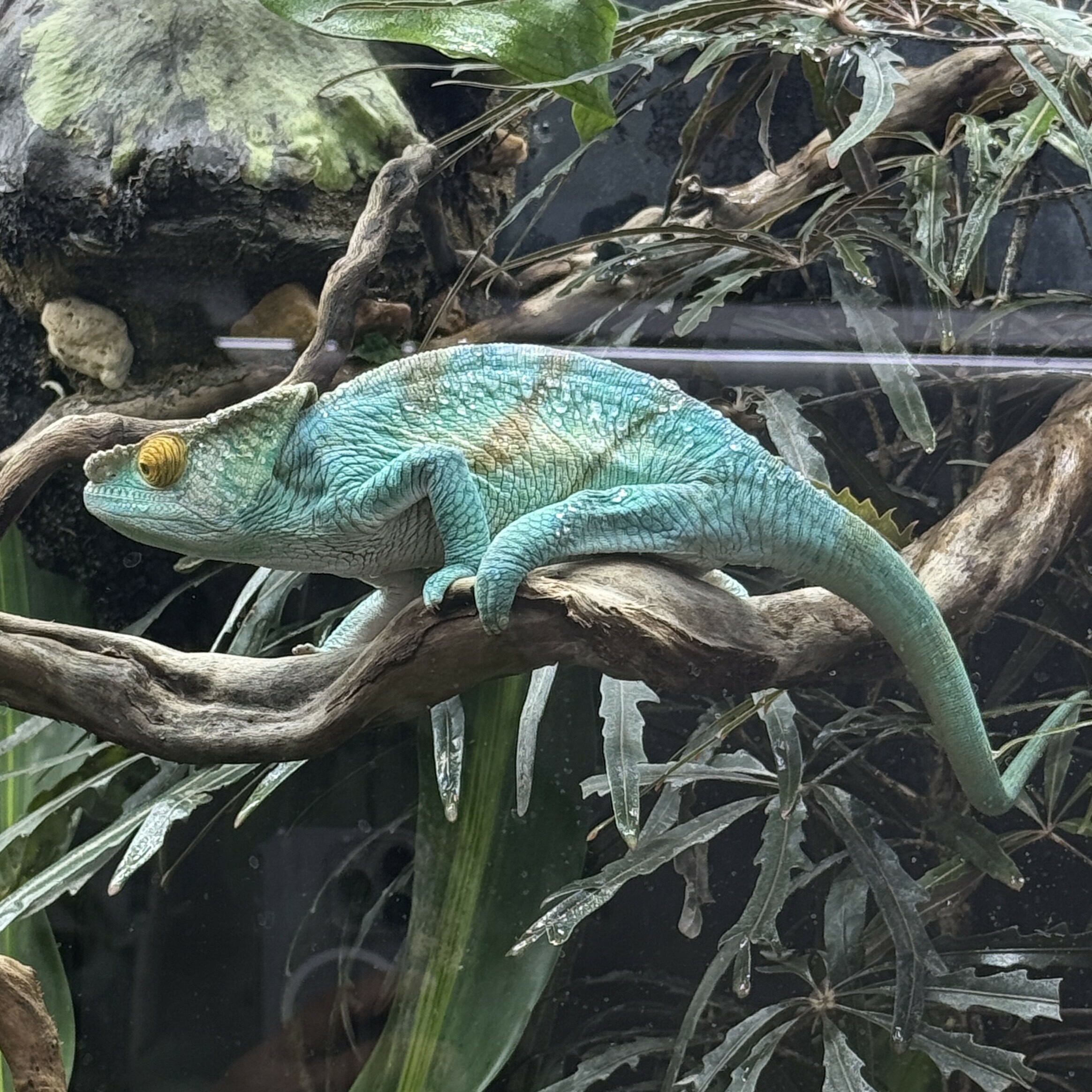 國王變色龍 OE-m21qmh