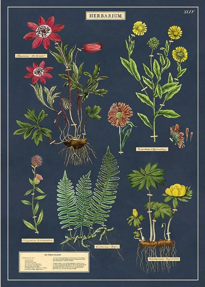 Cavallini｜美國 Cavallini & Co.包裝紙/海報 - 植物圖鑑
