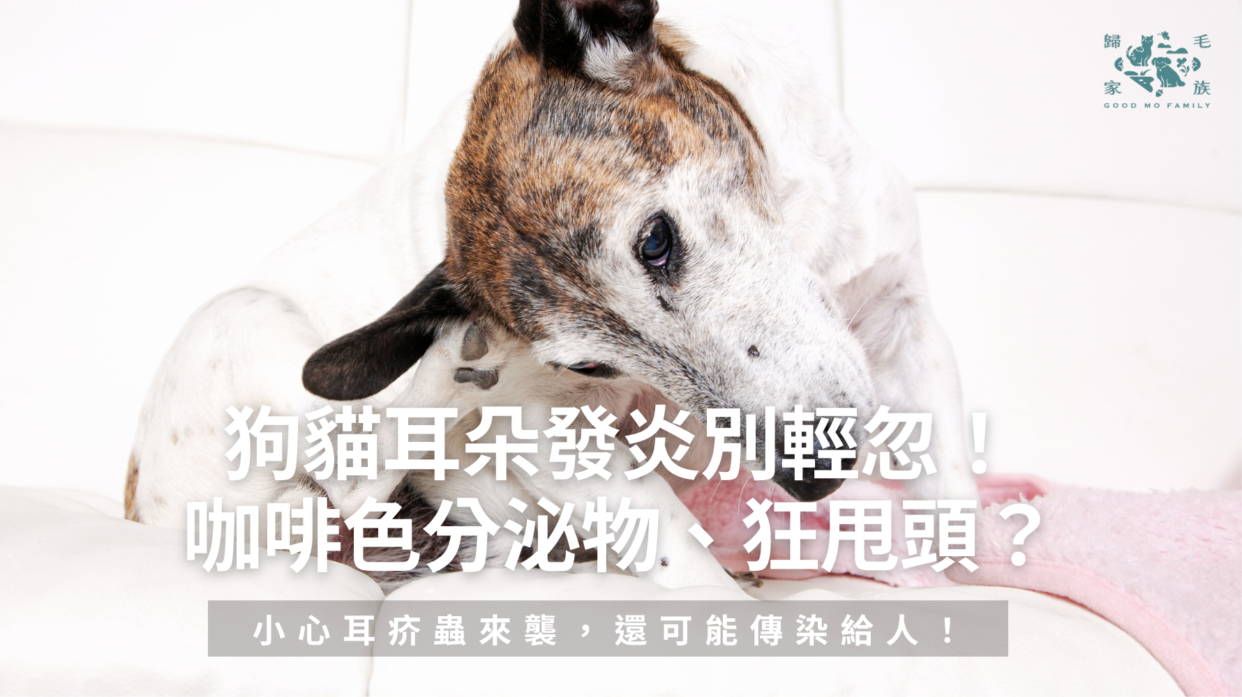 狗狗與貓咪的耳朵構造特殊，比人類更容易累積細菌、黴菌，甚至耳疥蟲，這些因素都可能導致耳朵發炎。本篇文章將深入解析狗貓耳朵發炎的症狀、成因、顏色與預防方式，並提供有效的日常護理建議，幫助毛爸媽守護毛孩的健康，避免耳朵發炎的困擾！