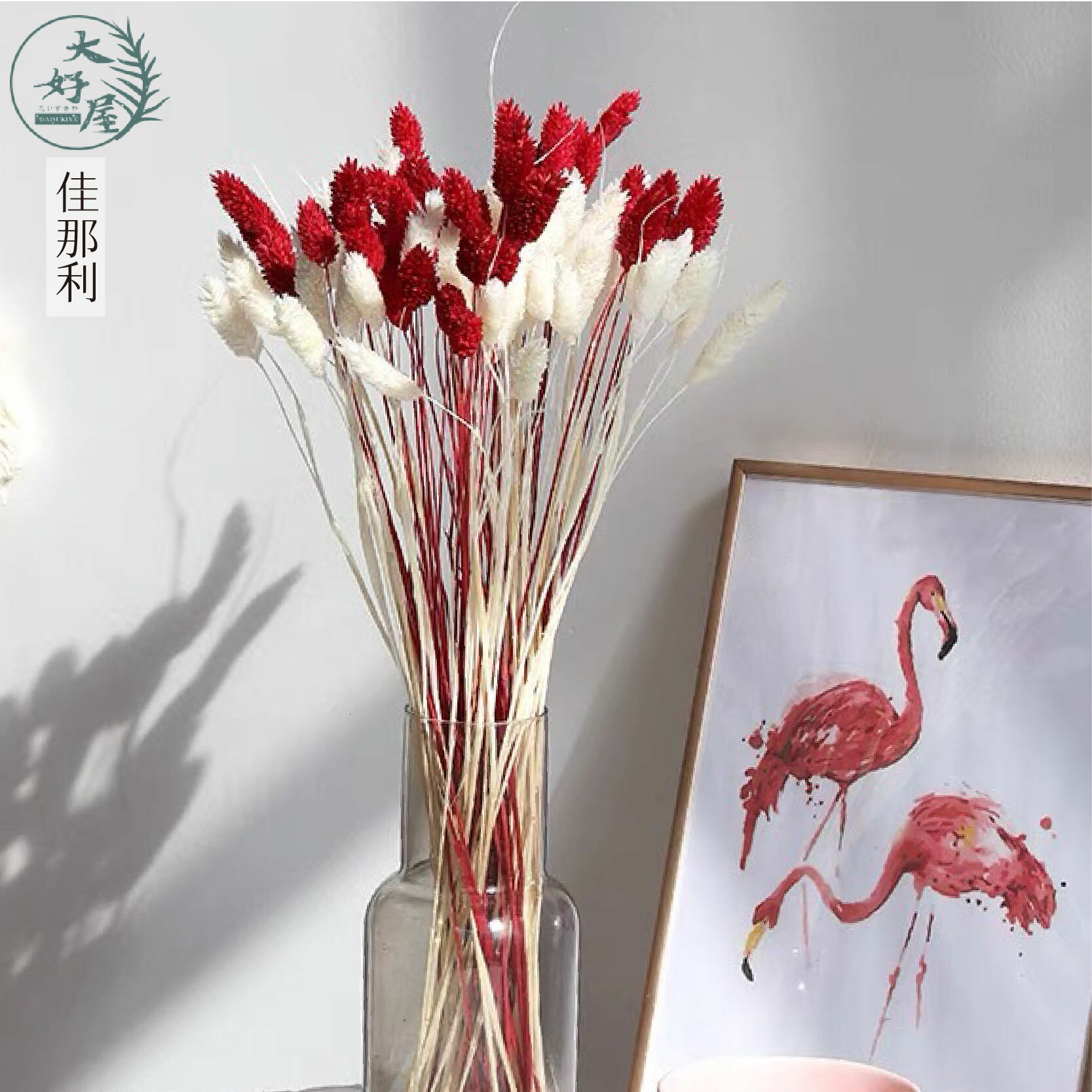 【網】永生/乾燥 加納利 (加那利) 【5支】