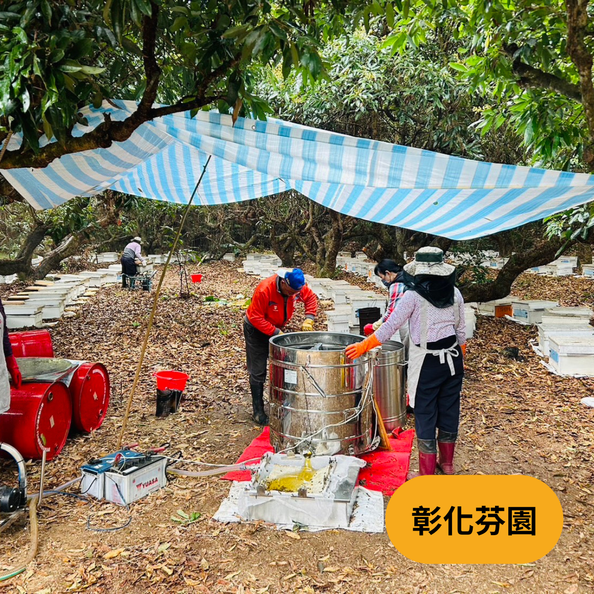 荔枝蜂蜜(2025荔枝蜜)