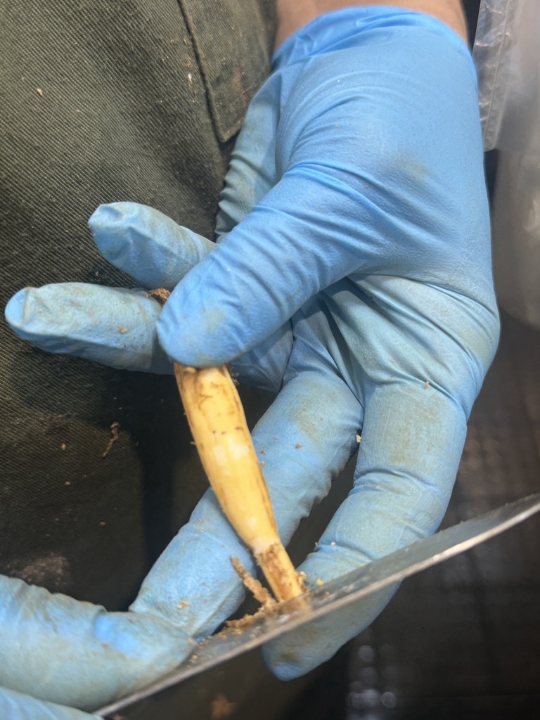 用刀將外皮刮去