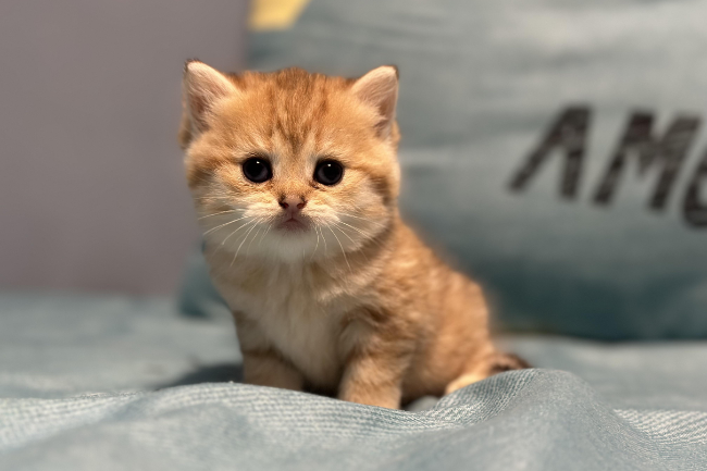 Maine Coon Image