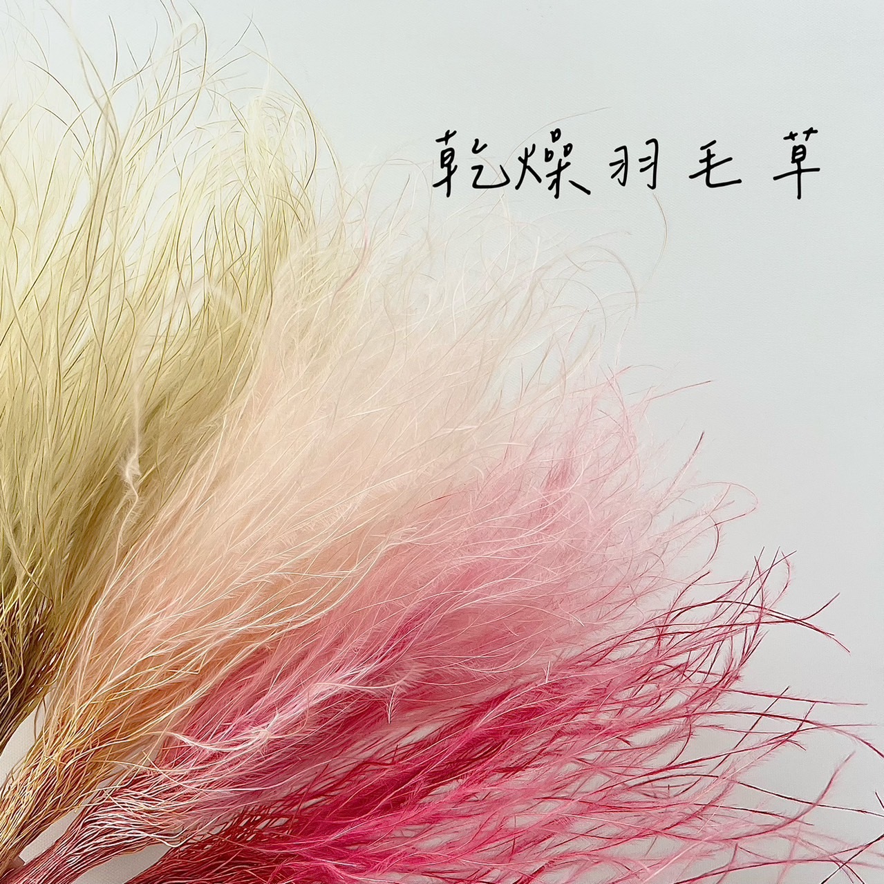 乾燥羽毛草(小)