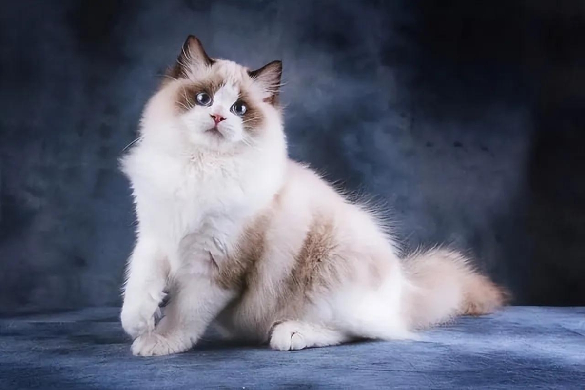 Ragdoll Cat Image