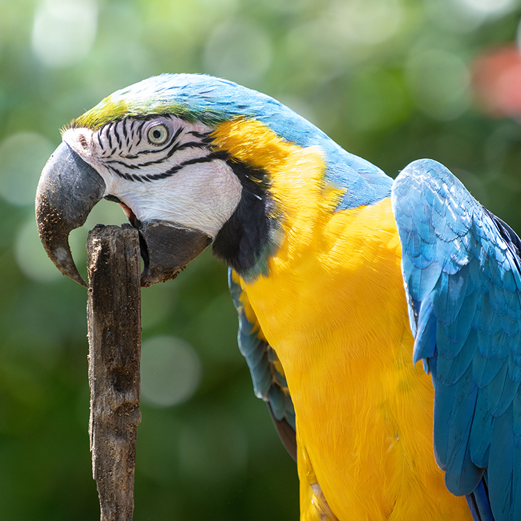 Nikon Z TELECONVERTER TC-2.0x 增距鏡